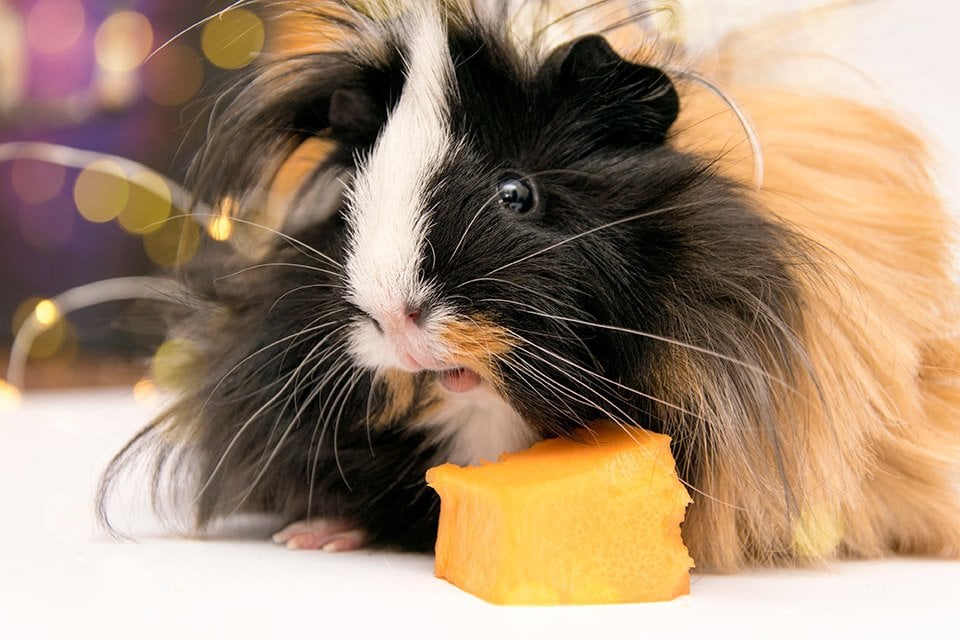 guinea pig with pumpkin chunk