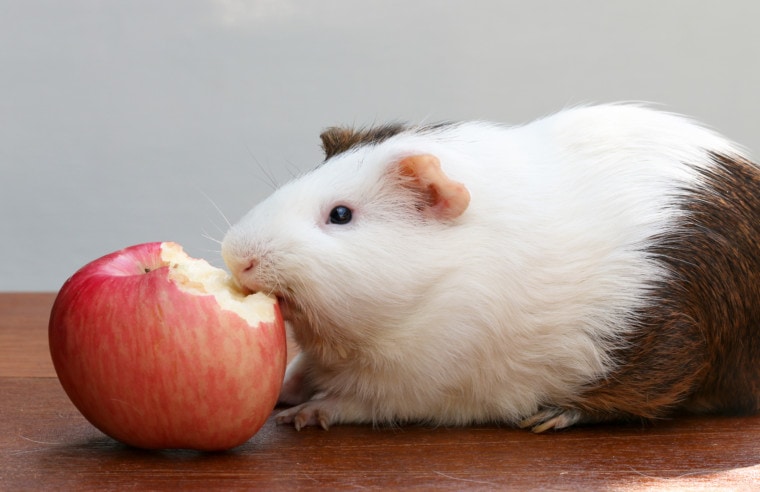 Guinea Pig Eating Apples