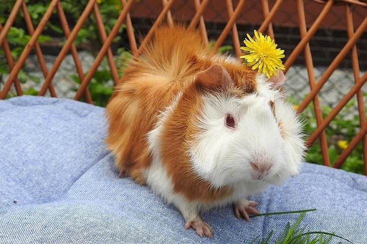 Guinea Pig with Flowers