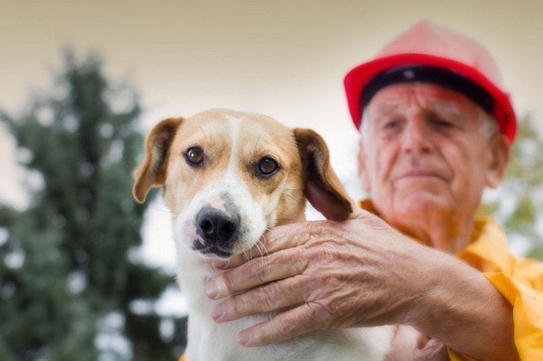 Old man rescuing dog from natural disaster_budimir jevtic_shutterstock