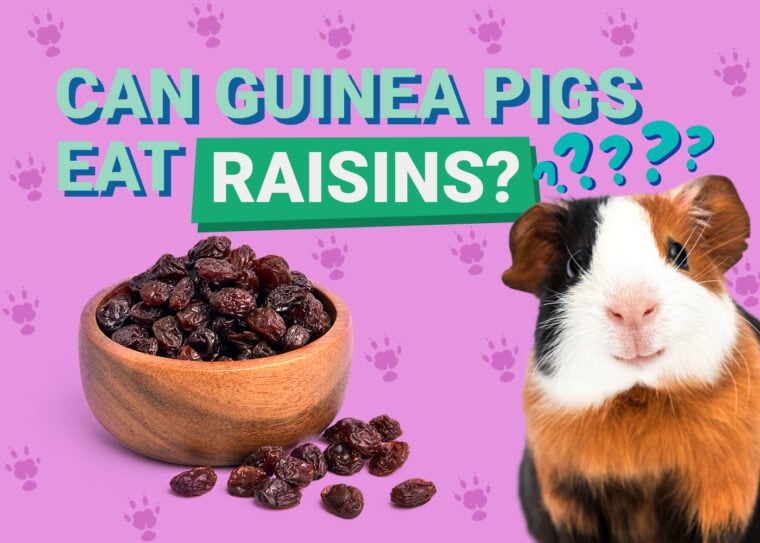 Can Guinea Pigs Eat_raisins
