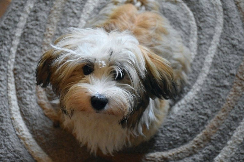 Havanese: Breed Guide, Info, Pictures, Care & More! | Pet Keen
