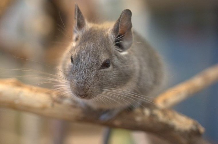 14Chinchilla sounds and meanings