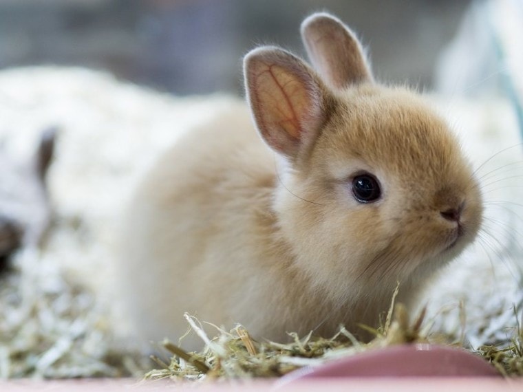 Brown Netherland dwarf rabbit