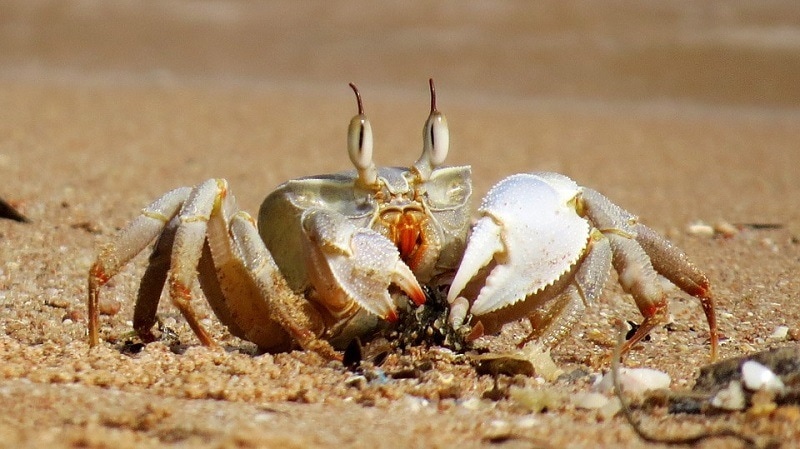 Hermit crabs