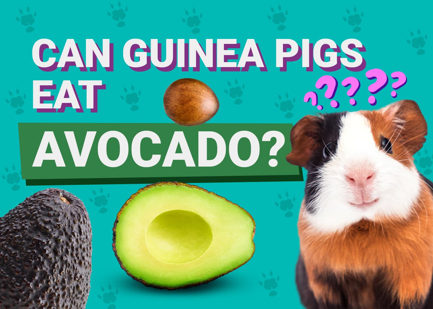 Can Guinea Pigs Eat Avocado: A Safe and Nutritious Snack?