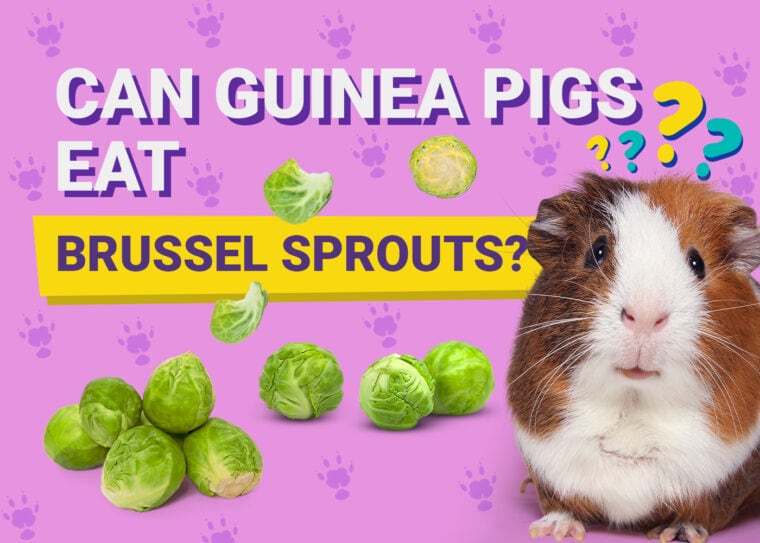 Can Guinea Pigs Eat_brussel sprouts