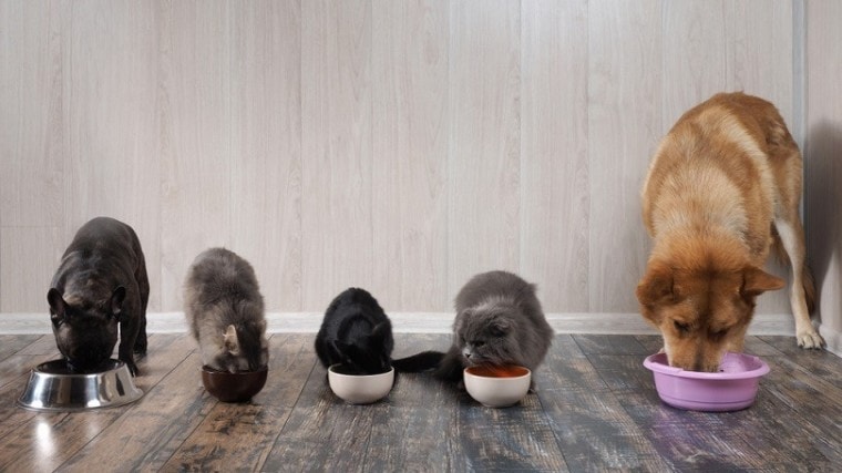 cats and dogs eat pet food_Irina Kozorog_shutterstock