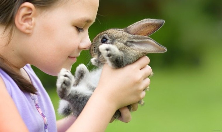 cute little rabbit_Serhiy Kobyakov_shutterstock