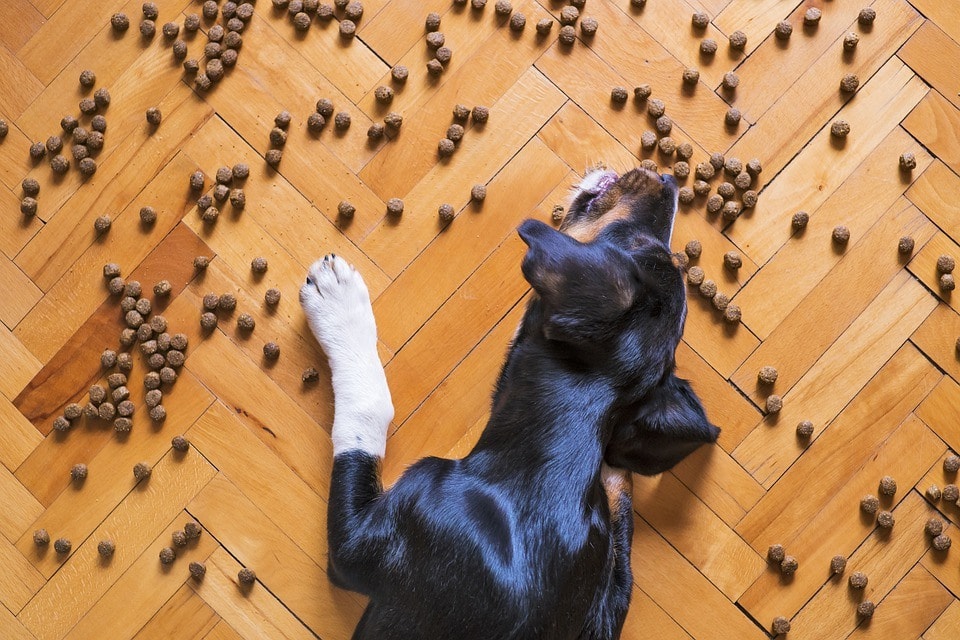 A dog eating scattered dog food