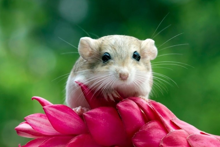 gerbil mouse