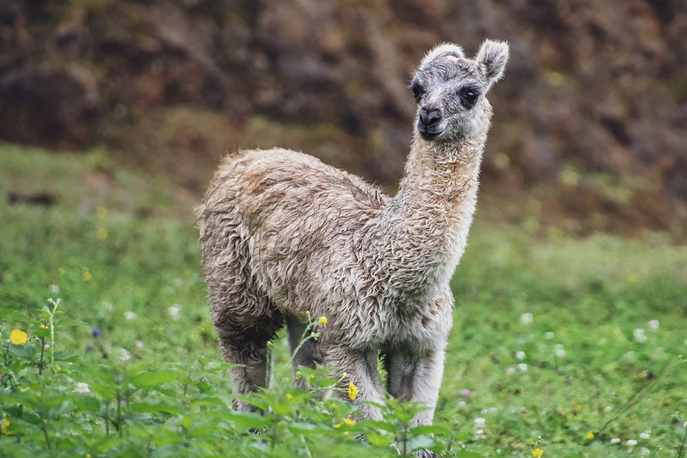 Alpaca Lifespan: How Long Do They Live? | Pet Keen