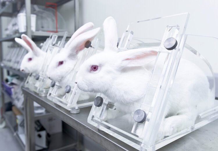20 Animal Testing Statistics You Need To Know in 2023 | Pet Keen