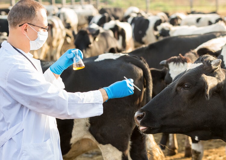 scientist testing cows