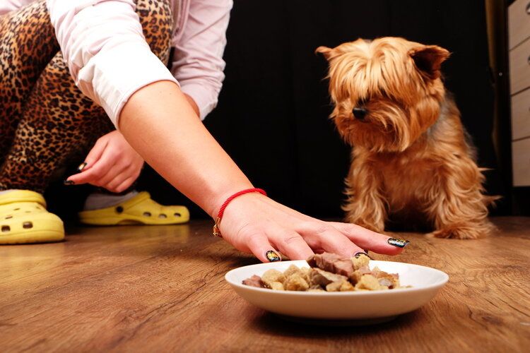 Why Isn’t My Puppy Eating? Here’s What to Do (Our Vet Answers) | Pet Keen