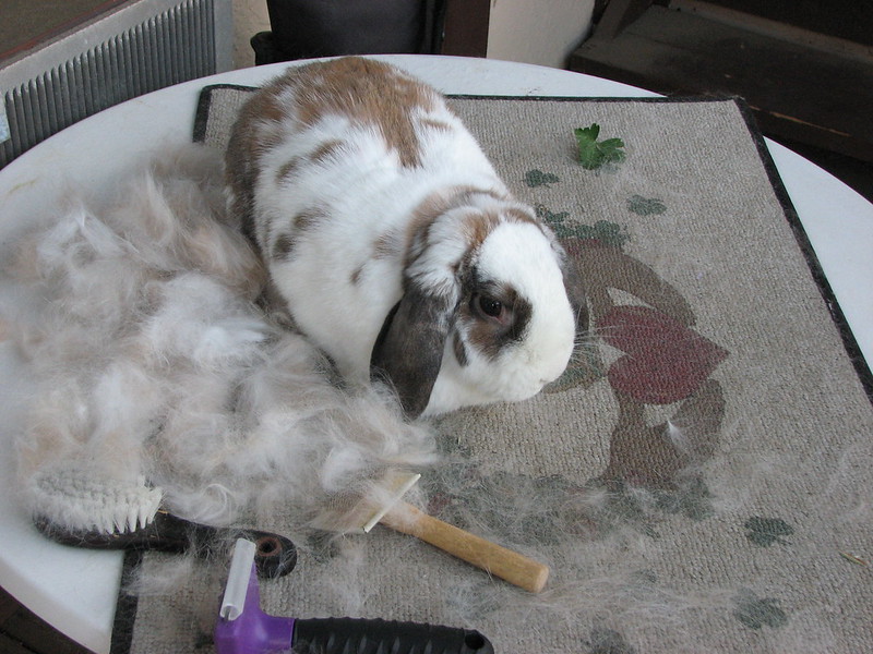 Why Is My Rabbit Shedding So Much? Is It A Problem? Pet Keen
