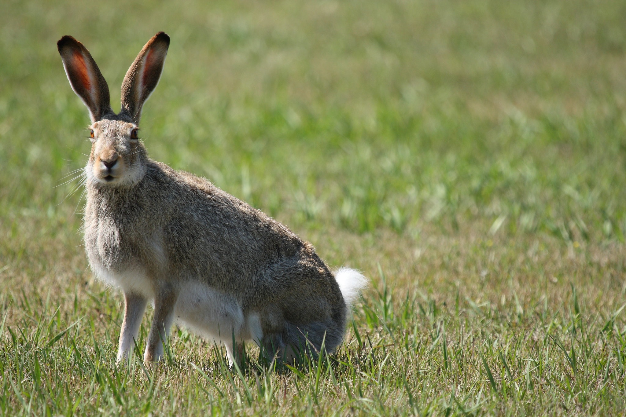 White Tailed Jackrabbit Size | Hot Sex Picture