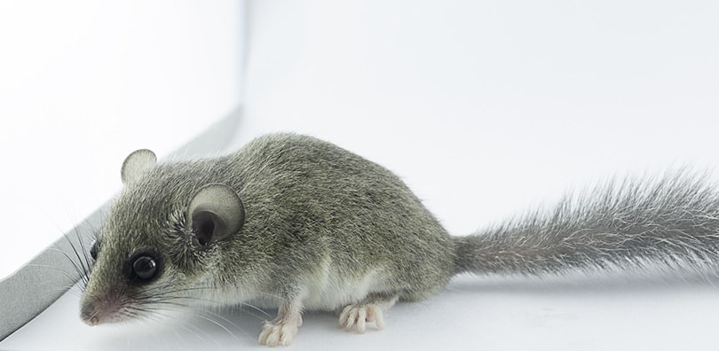 8 Small Rodents That Make Great Pets (With Pictures) | Pet Keen