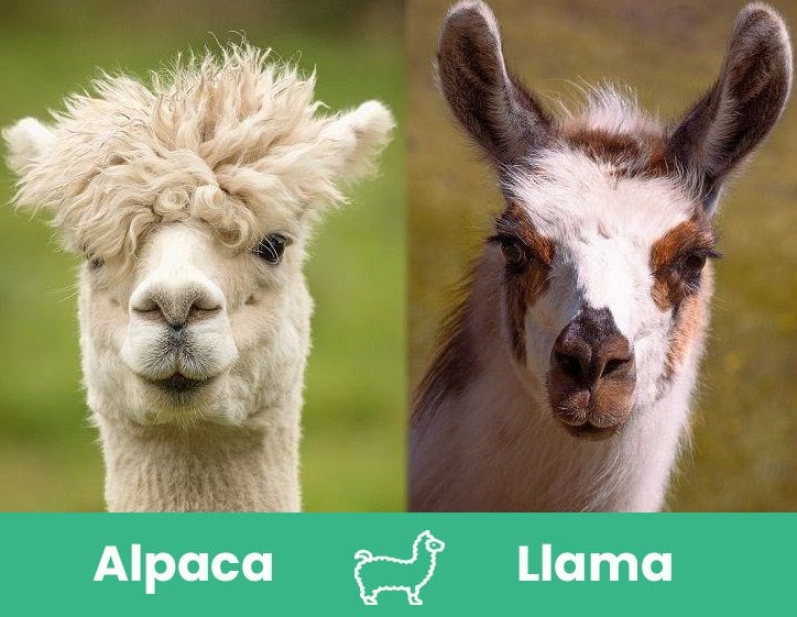 Alpaca vs Llama: What are the Differences? (With Pictures) - Pet Keen