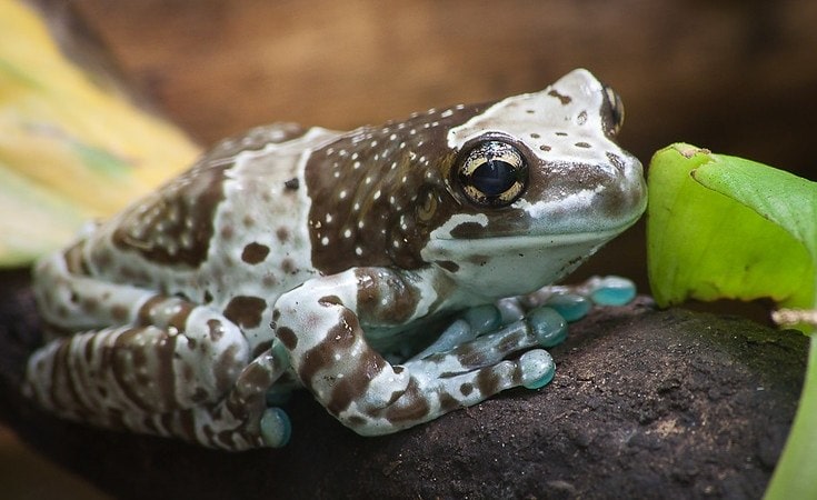 16-best-pet-frogs-for-beginners-with-pictures-pet-keen