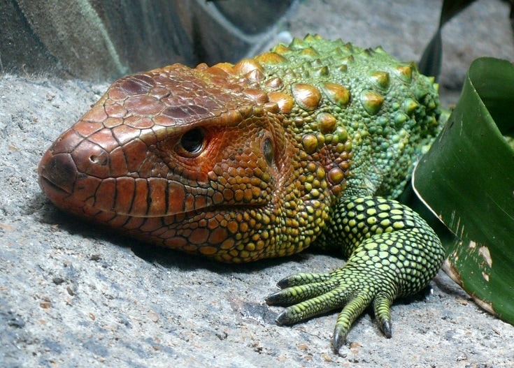 20 Best Pet Lizards for Beginners (With Pictures) Pet Keen