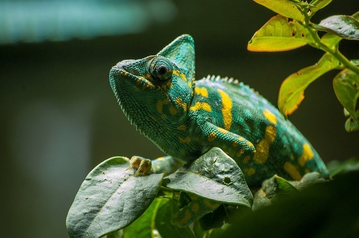 Chameleon on leaf chameleon cost best pet lizard for beginners