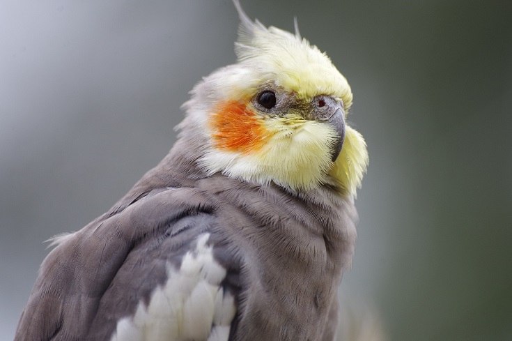 Cockatiel Pet Bird
