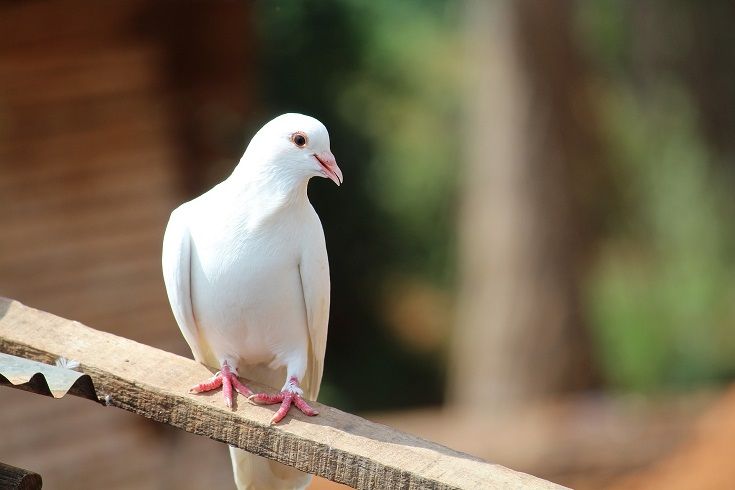 Doves  Pet Bird