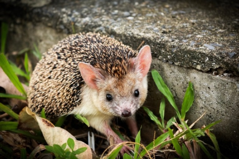 Egyptian Long-Eared Hedgehog