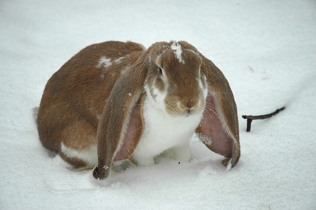 angielski Lop Rabbit