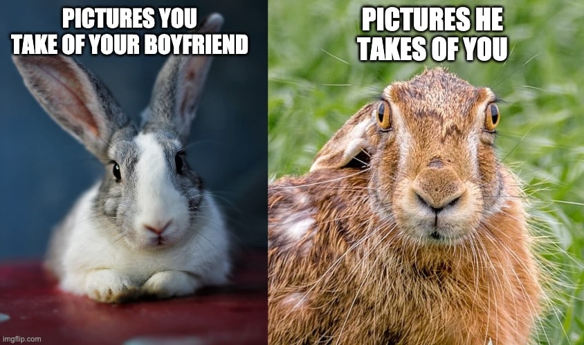 10 Funny Rabbit Memes Guaranteed to Make You Laugh | Pet Keen