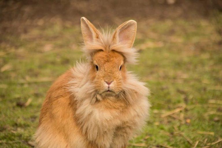 8 Adorable LongHaired Rabbit Breeds (With Pictures) Pet [ 768 x 511 Pixel ]