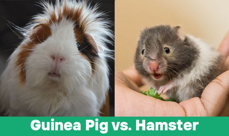 Hamster Vs Guinea Pig Which Pet Should You Get With Pictures Pet Keen