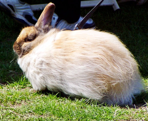 Jersey Wooly kanin