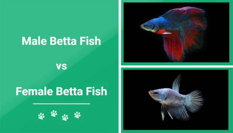 Male vs Female Betta Fish - Featured Image