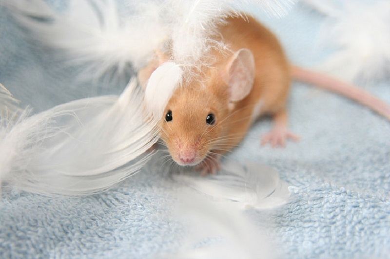 Mice Playing with Feathers