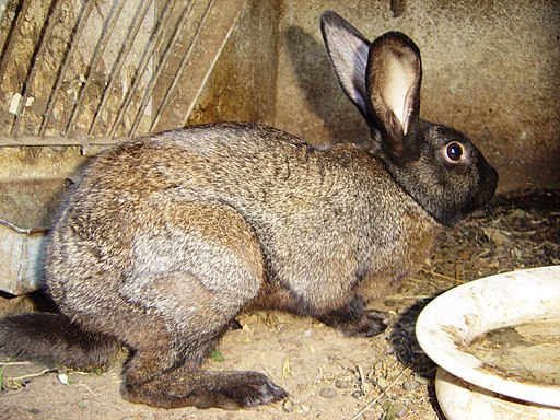 Top 10 Most Rare  Rabbit  Breeds in 2022 With Pictures 
