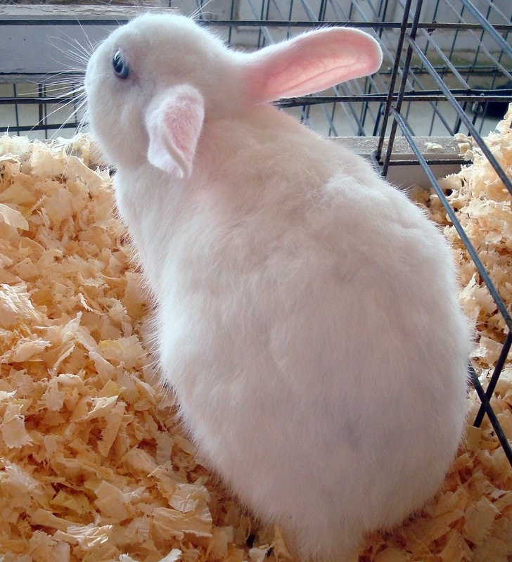 Top 15 Cutest Rabbit Breeds In The World With Pictures Pet Keen