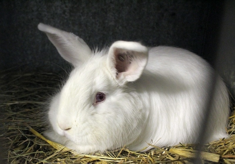 Top 10 Most Rare  Rabbit  Breeds in 2022 With Pictures 