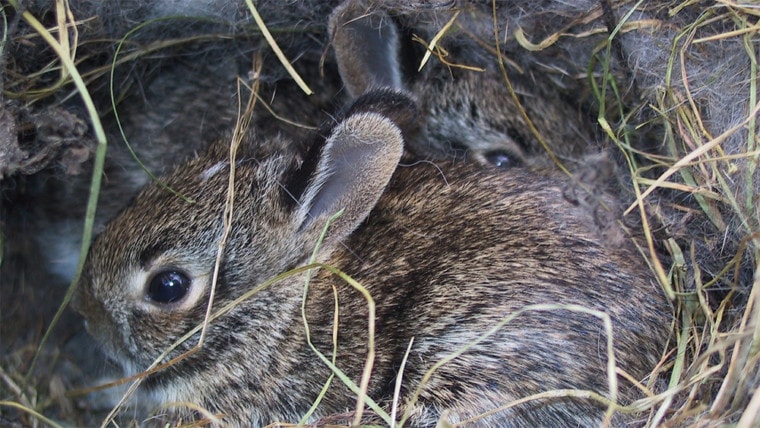 rabbits in a nest.