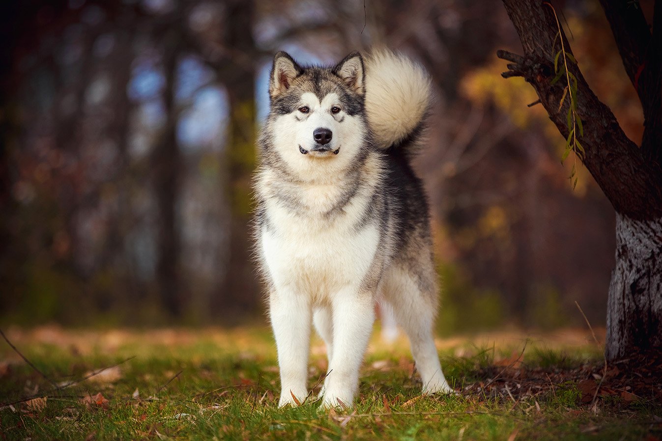 20 Beautiful Types of Husky Breeds With Pictures   Pet Keen