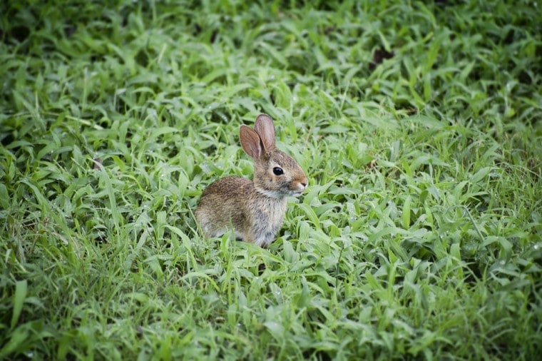 baby wild rabbit