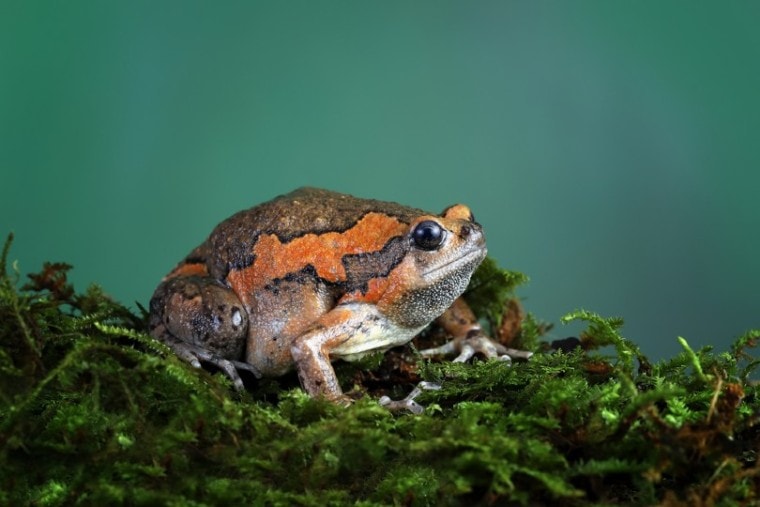 banded bullfrog on mossy tree branch