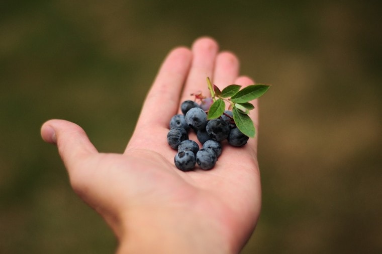 blueberries in a hand