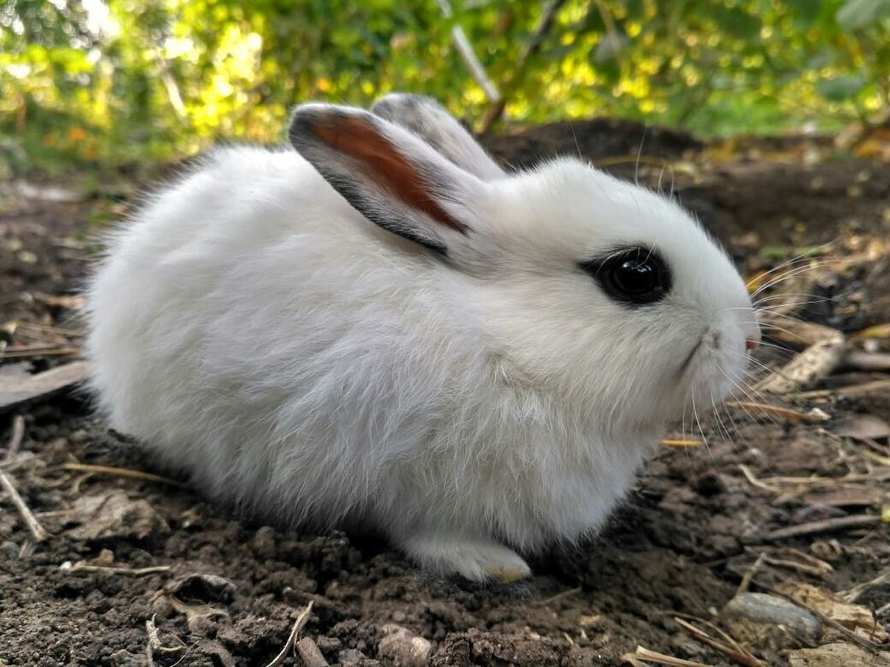 types of dwarf rabbits
