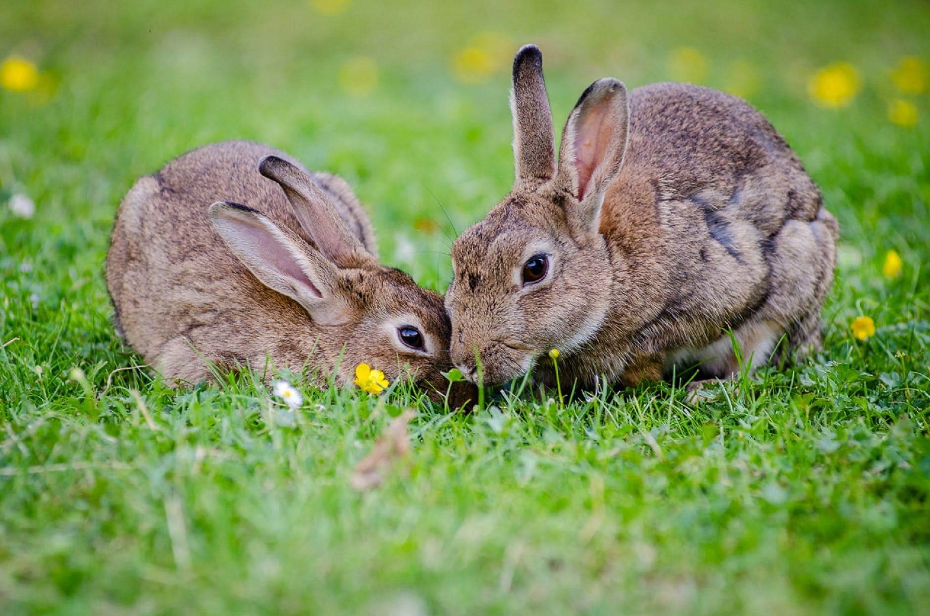 male and female rabbits living together