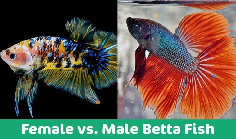 female-vs-male1