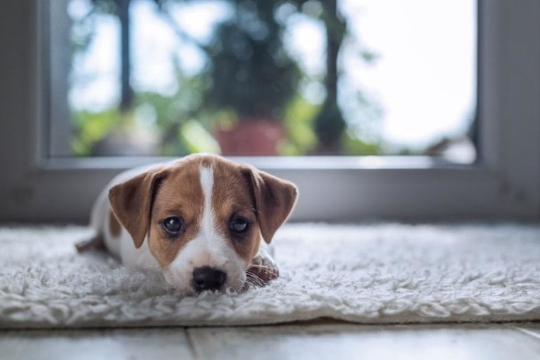jack russel puppy on white carpet_Smit_shutterstock