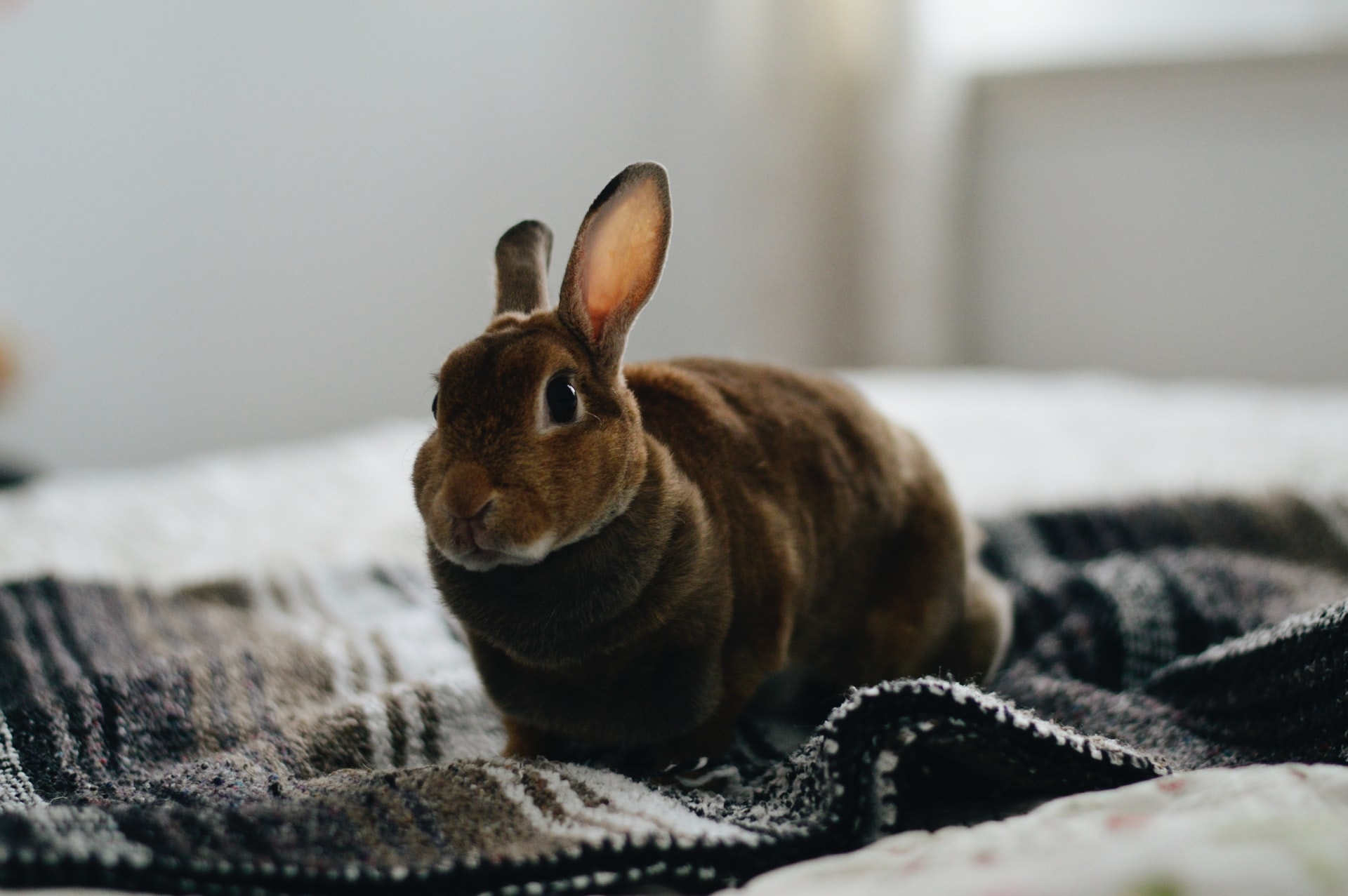 rabbit in bed