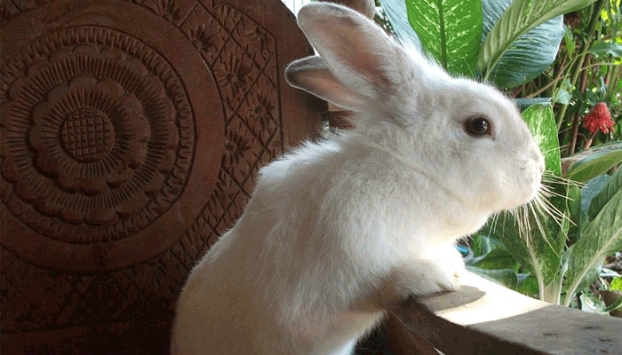 featured image for the keeping rabbits indoors article.
